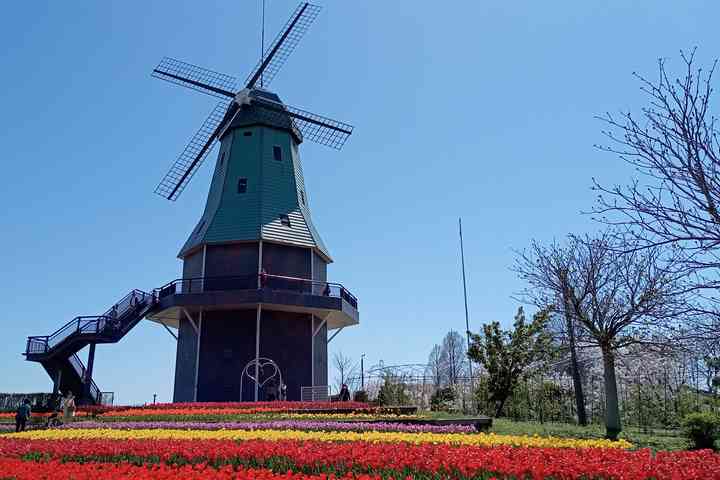 SAkura and windmill
